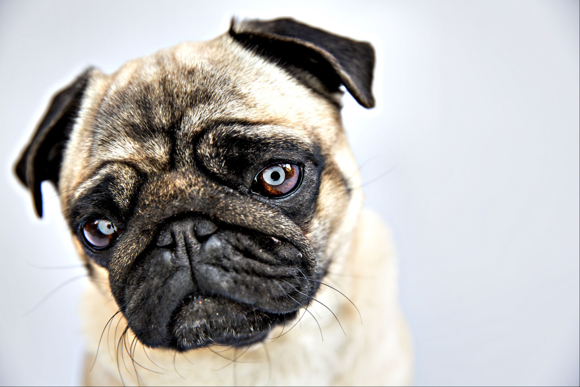 Pug