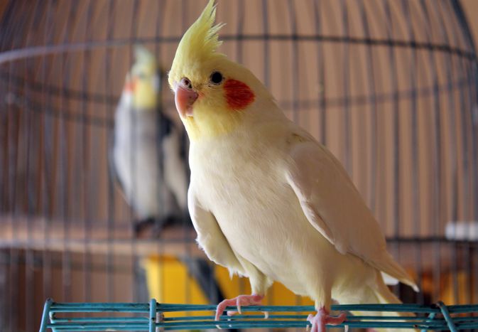 Cockatiel Perching On Cage