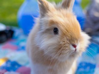 Head Tilt in Rabbits: Causes and Treatment