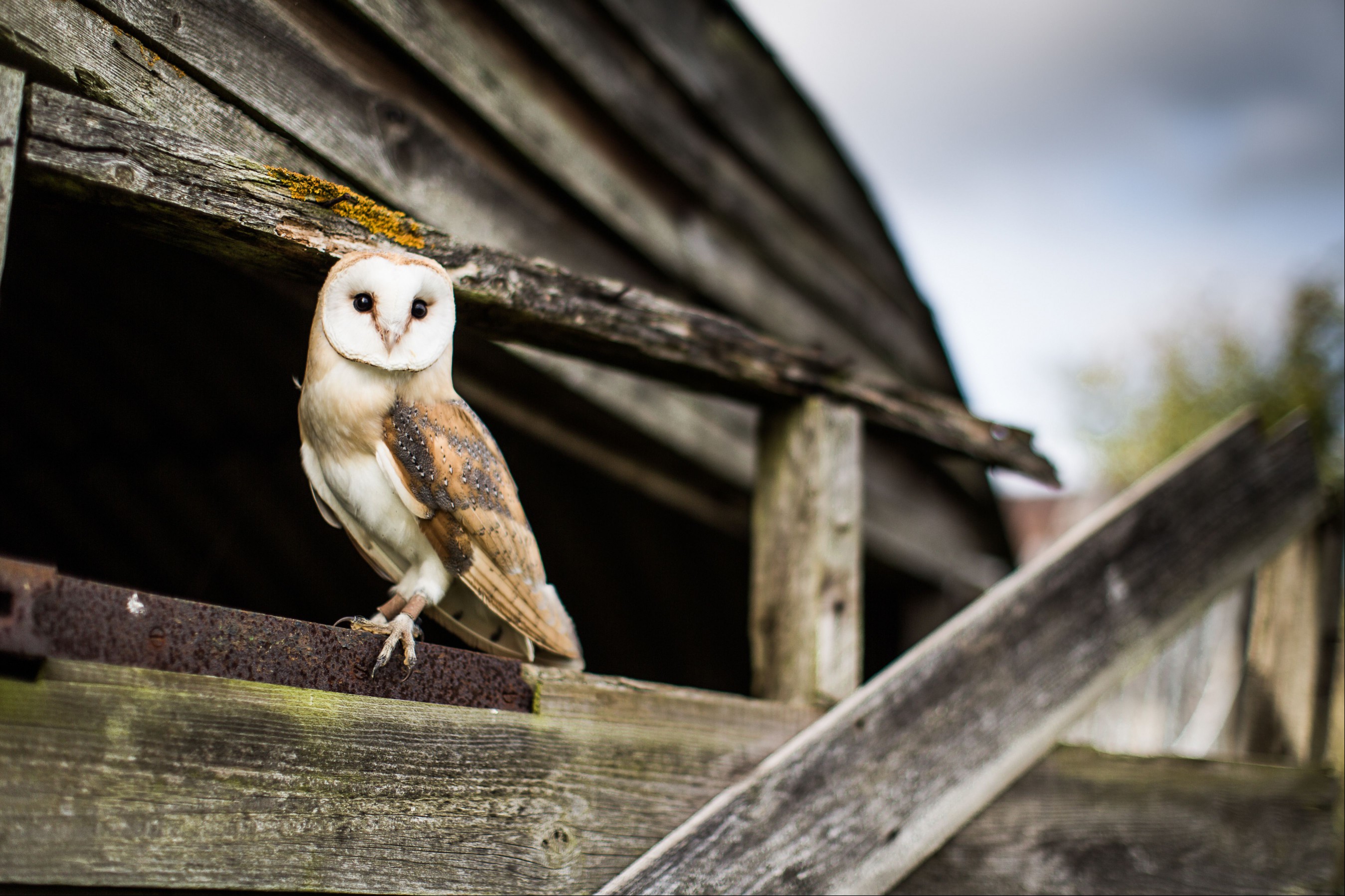 An owl alone
