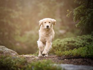 Tick Paralysis in Dogs