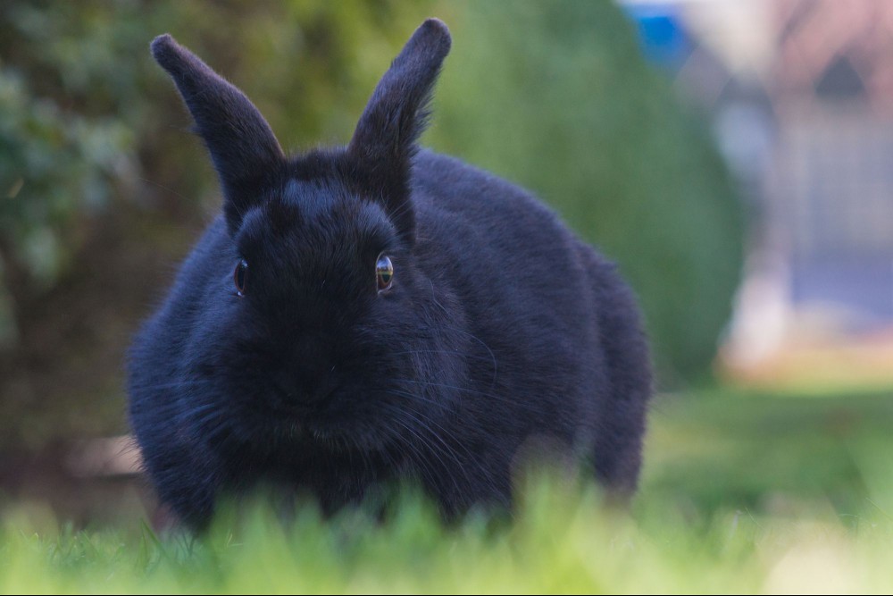 Black rabbit