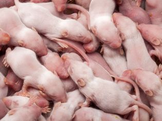 What to Do If Your Mouse Has Babies What to Do If Your Mouse Has Babies