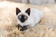longest living cat breeds