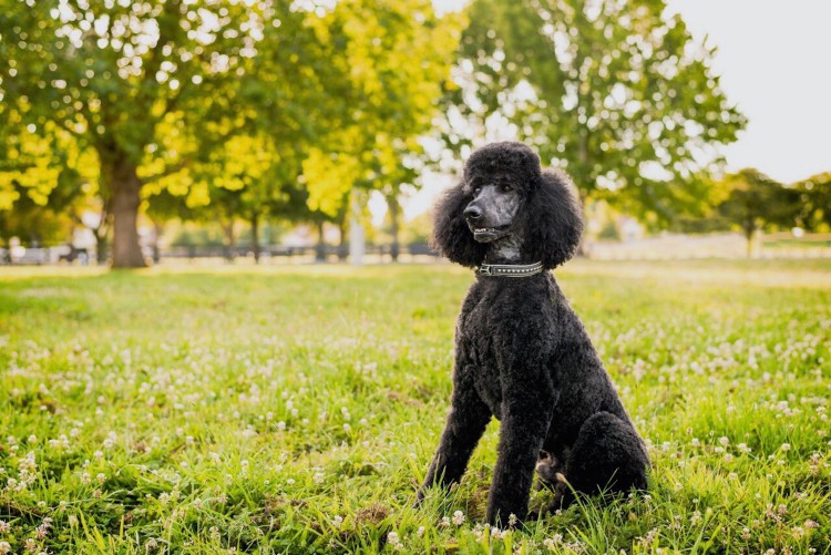 black poodle