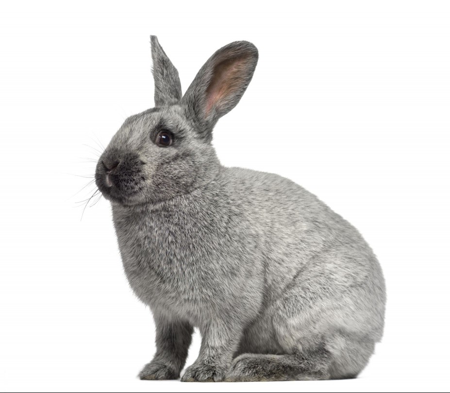 Argente rabbit