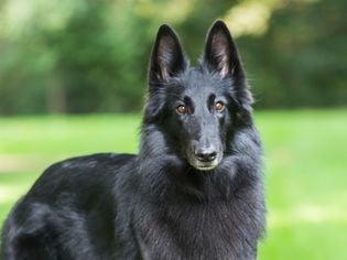 Belgian Sheepdog: Dog Breed Characteristics & Care