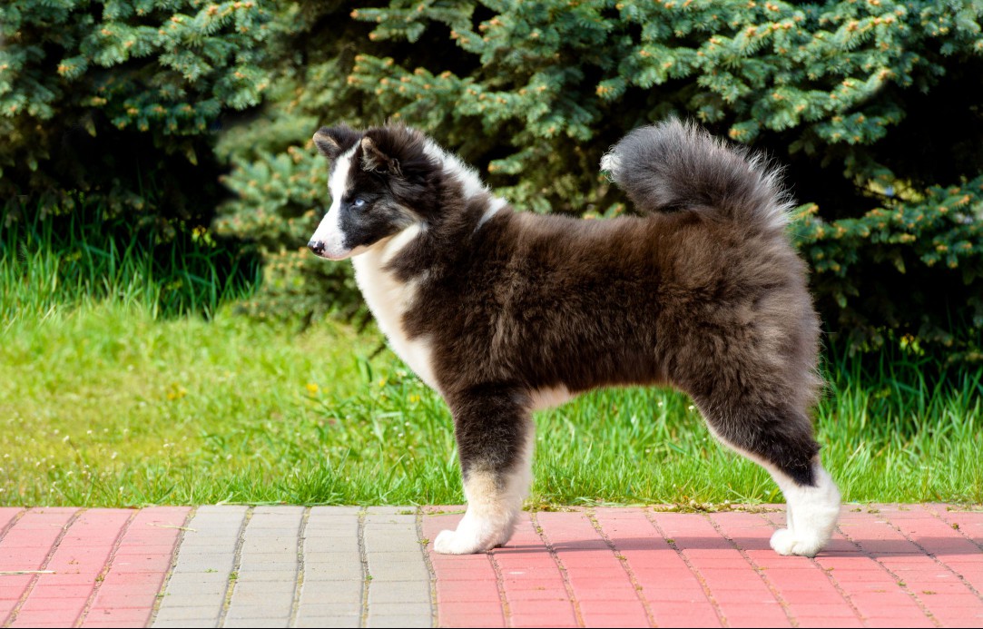 Russo-European Laika Standing Outside