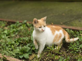 Limping in Cats