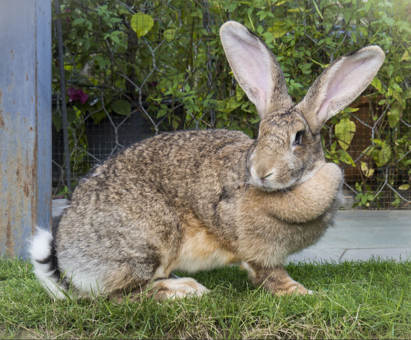 Flemish Giant rabbit