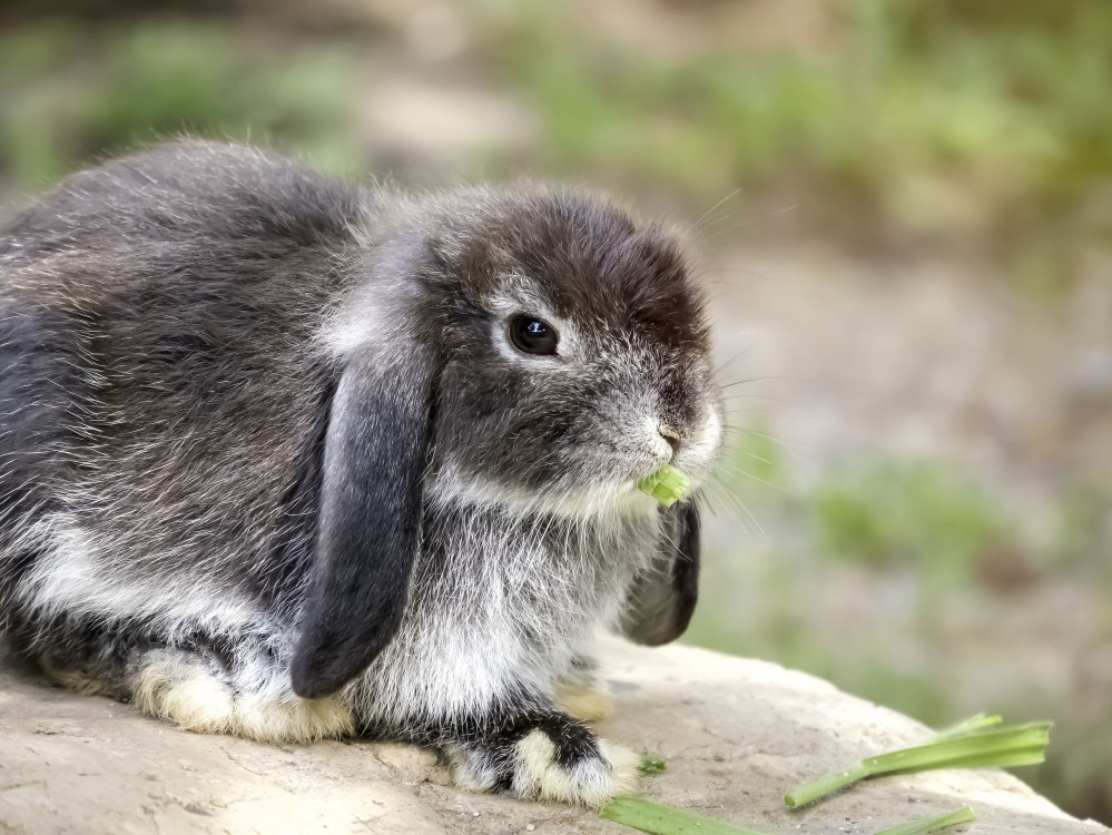 Rabbit with brown fur and white ticking throughout