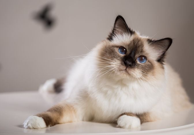 Birman: Cat Breed Profile, Characteristics & Care