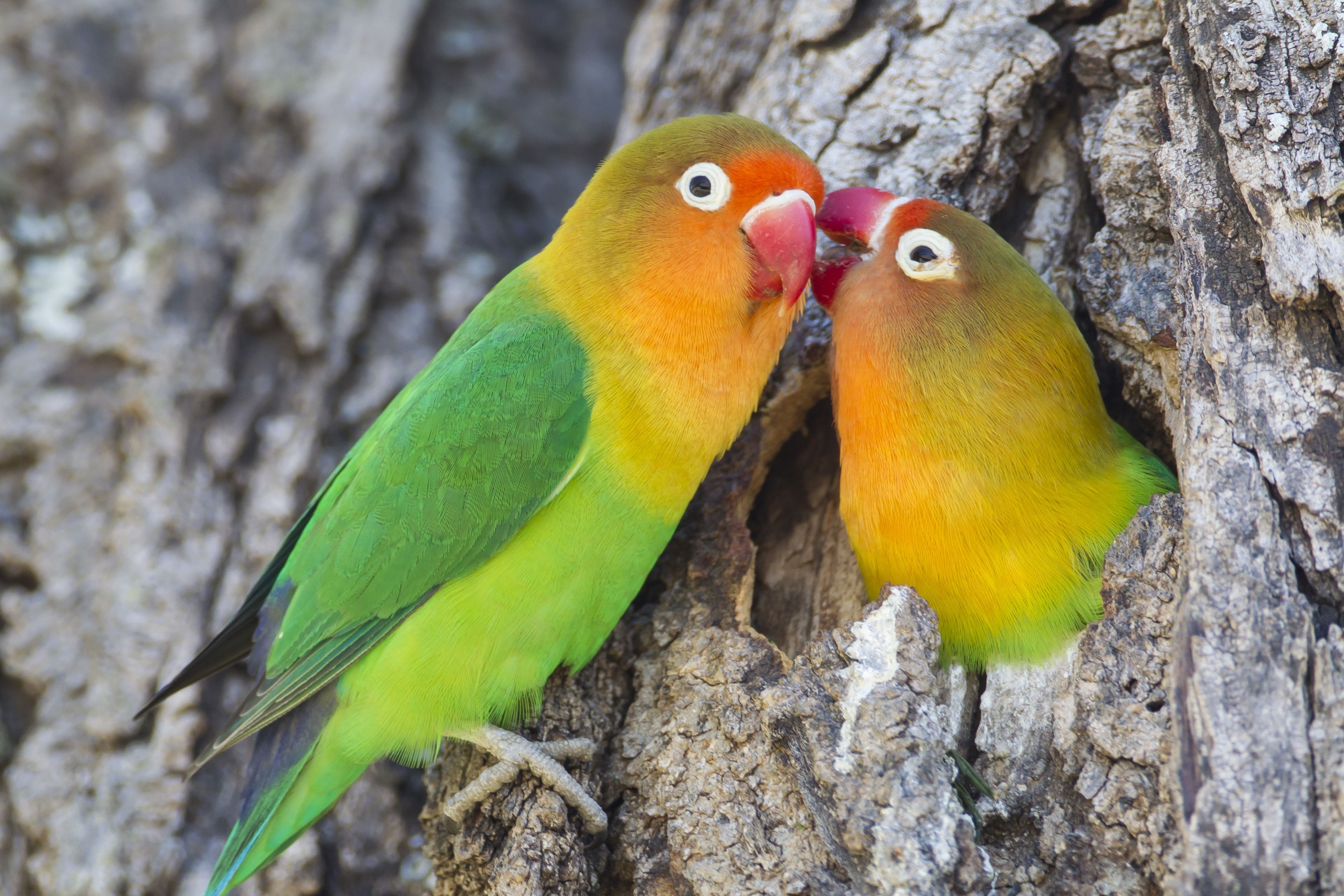 Fischer's Lovebird grooming
