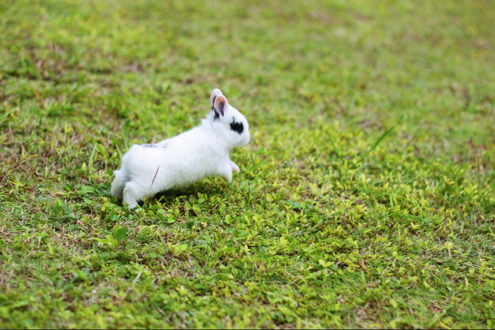 Rabbit binkying