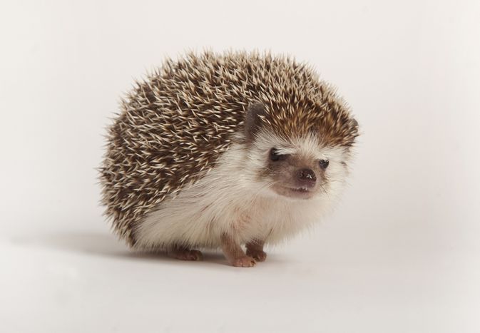 How to Care for Pet Hedgehogs: A Basic Hedgehog Care Guide