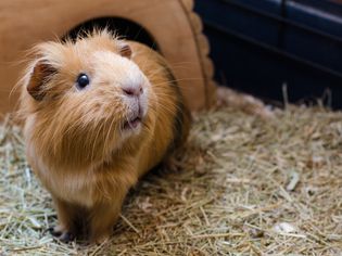 Diarrhea in Guinea Pigs