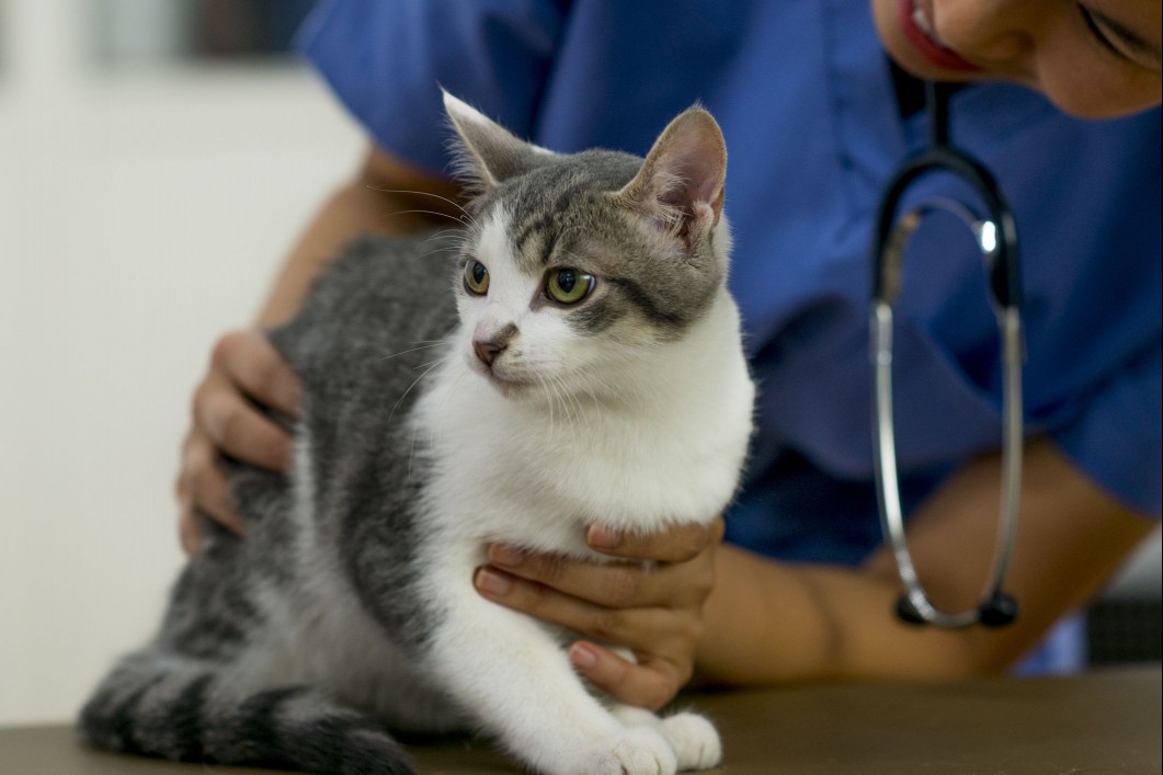 Gray and white cat at the vet