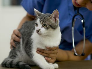 Signs of Rabies in Cats