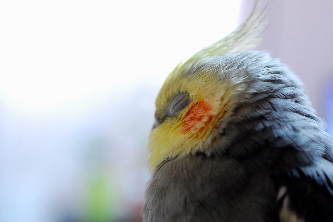 Sleeping cockatiel
