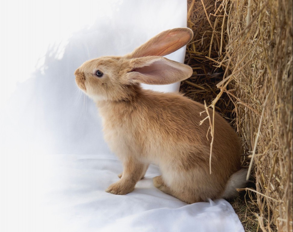 Rabbit with fawn fur coloring
