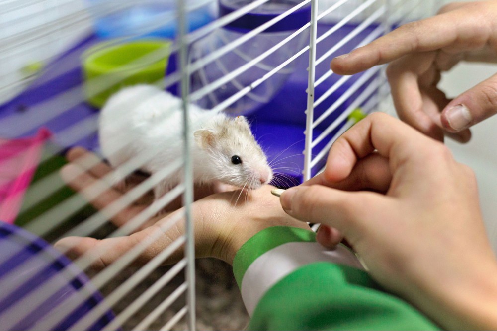 Feeding a hamster new food