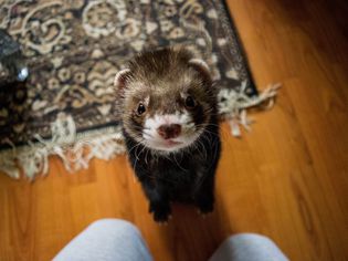 Identifying and Treating Common Ferret Diseases Identifying and Treating Common Ferret Diseases