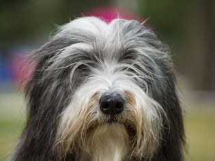 Bearded Collie: Dog Breed Characteristics & Care