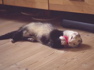 What Do Ferrets Like to Play With