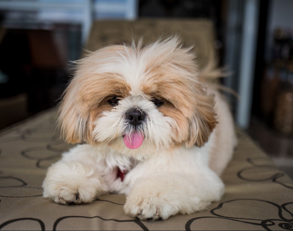 Shih Tzu