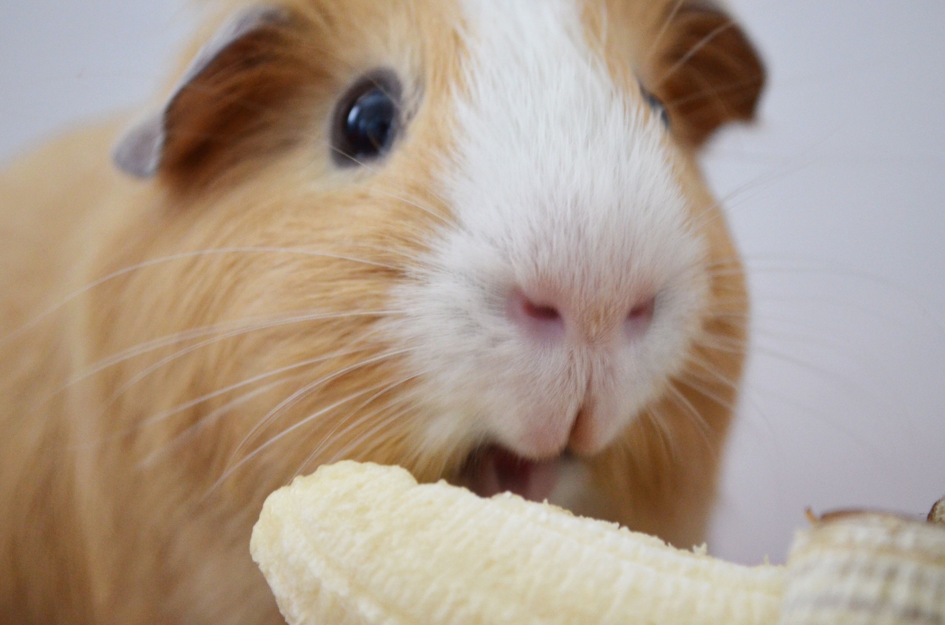 Guinea pig eating a peeled banana.