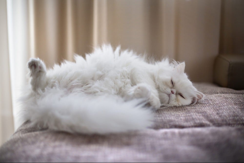 White Persian Cat