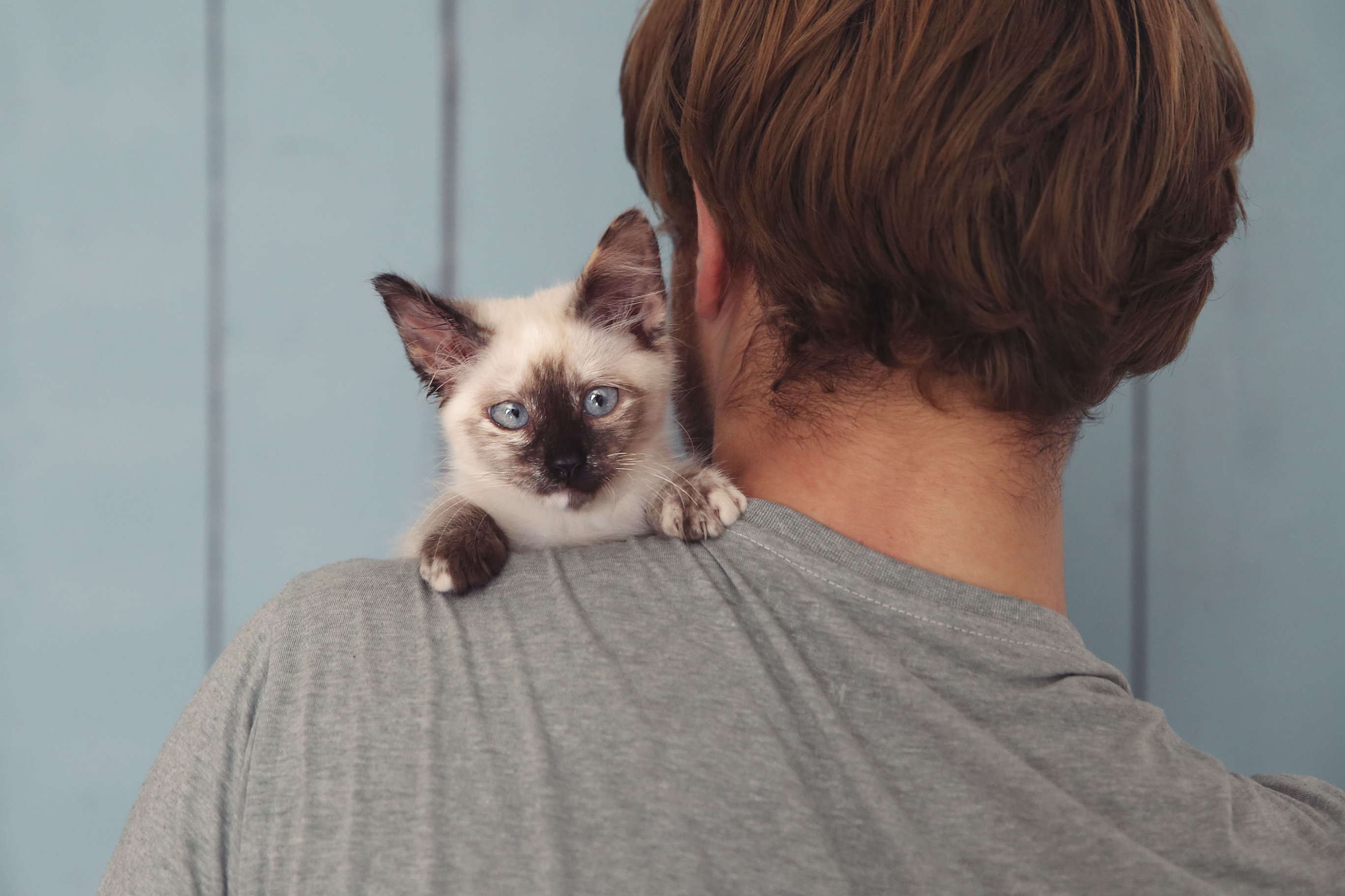 Siamese kitten looking over a man's shoulder.