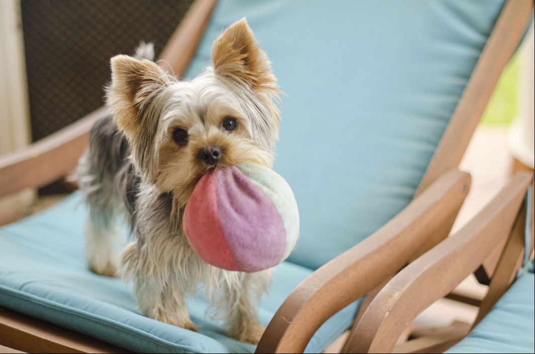 A short and spunky dog standing on a chair with a big ball in its mouth.