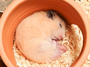 How Long Do Hamsters Sleep?