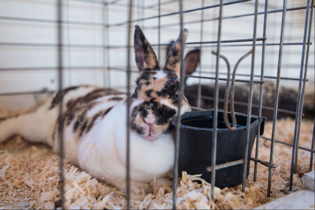 Tricolor rabbit coloring
