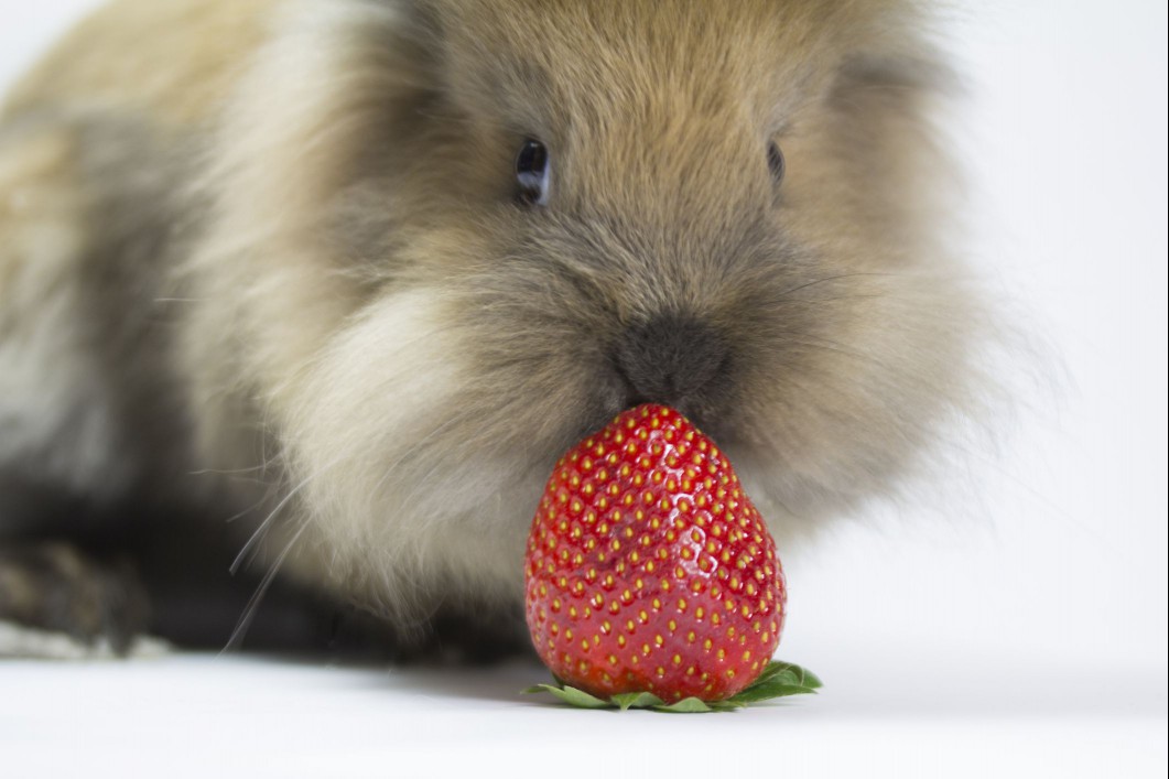 Rabbit with a strawberry.