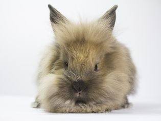 Dealing With Obesity in Rabbits