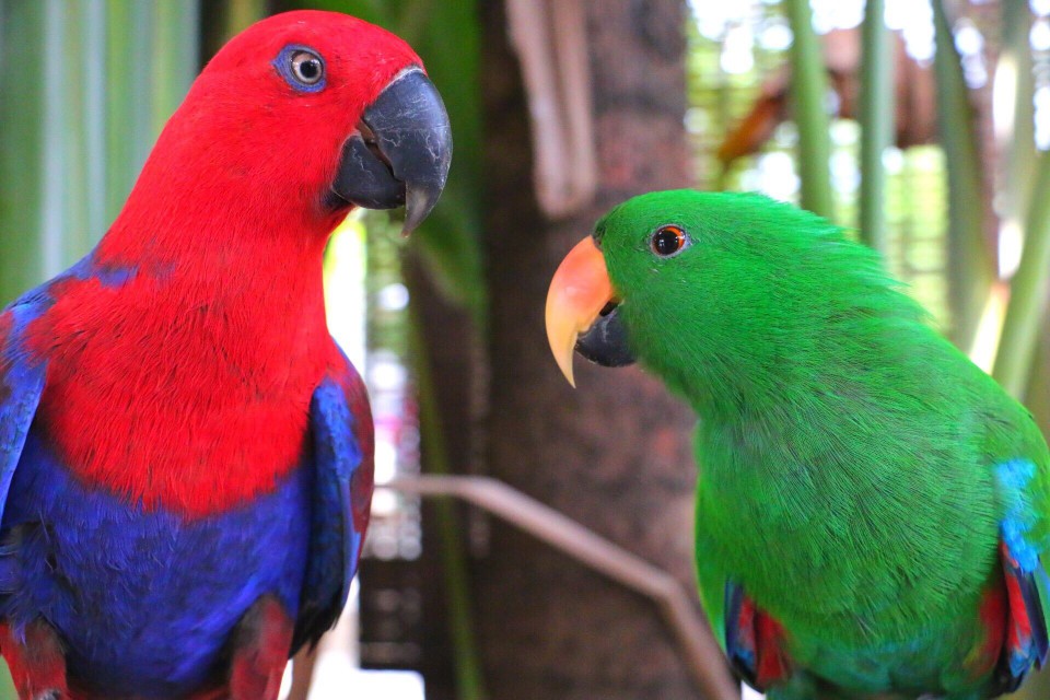 Male and female eclectus birds