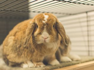 Exotic Pet Names That Start With 'M'