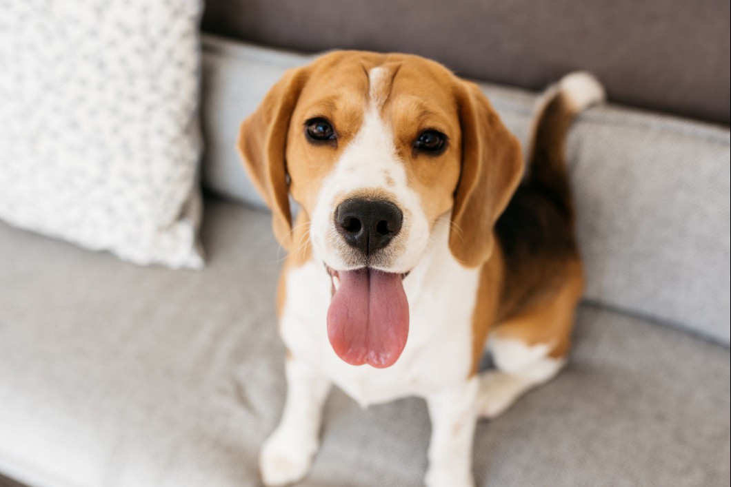 Beagle