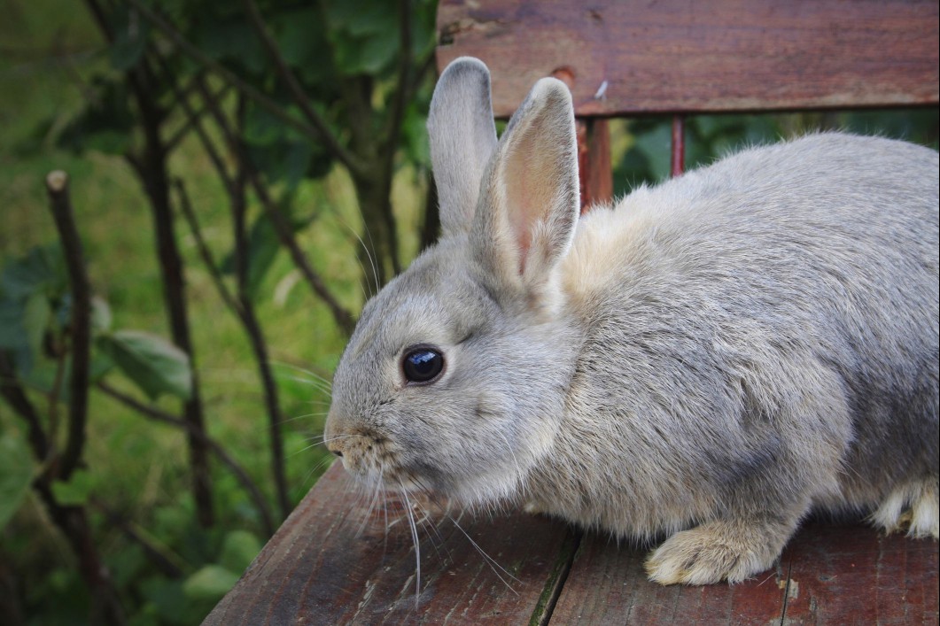 Rabbit with opal fur coloring