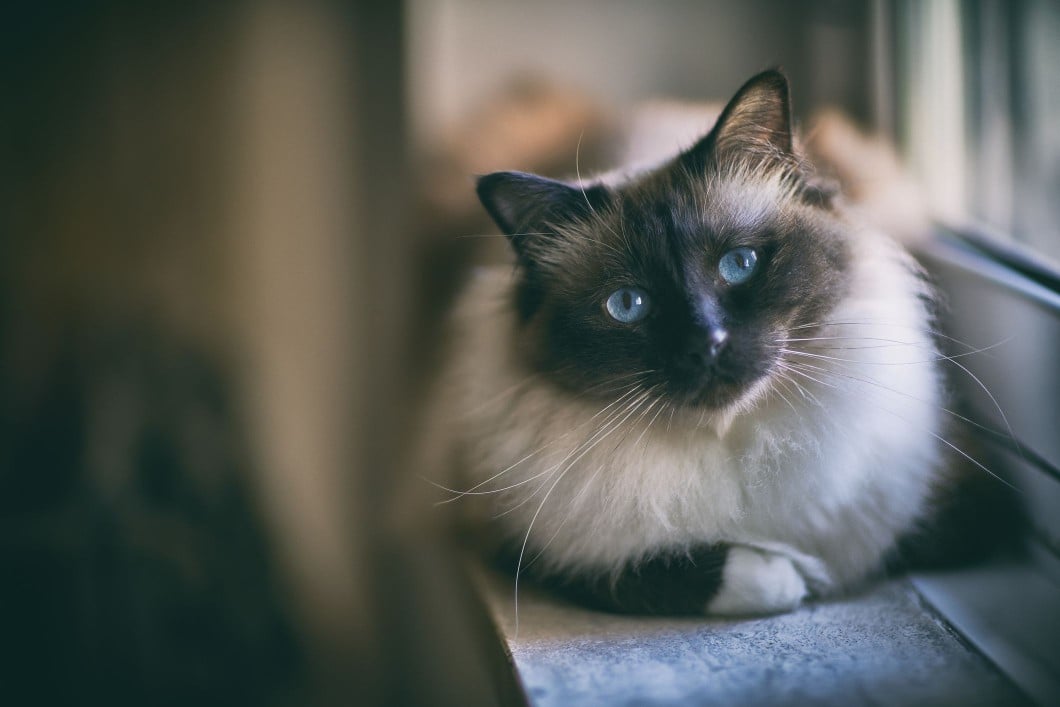 A Birman cat sitting on a window ledge.