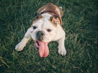 Bulldog lying in grass with tongue out