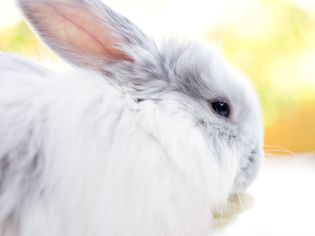 43 Rabbit Breeds to Keep as Pets
