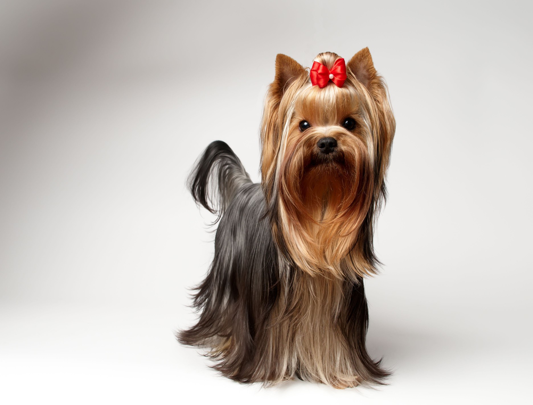 Yorkshire Terrier (Yorkie)