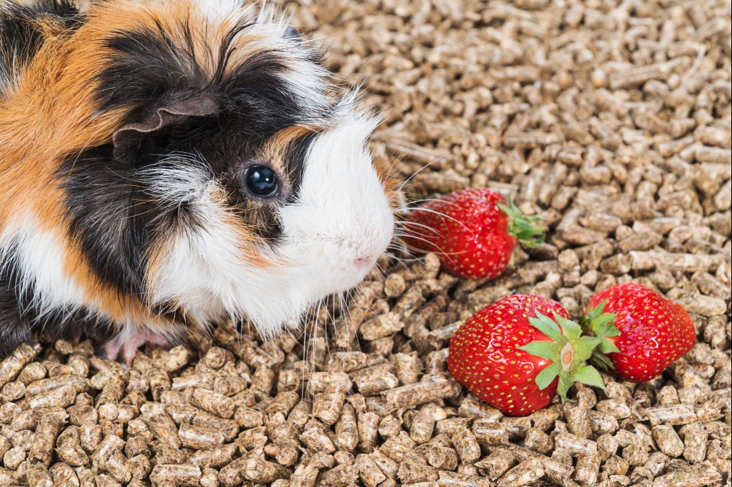 Guinea pig with strawberries
