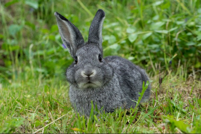 Rabbit with gray fur coloring