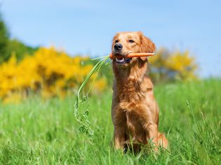 Can Dogs Eat Carrots?