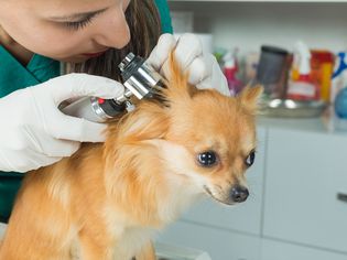Ear Yeast Infections in Dogs