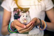 Pet hamster